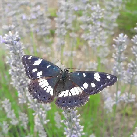 Appartement Central, Spacious, Great View